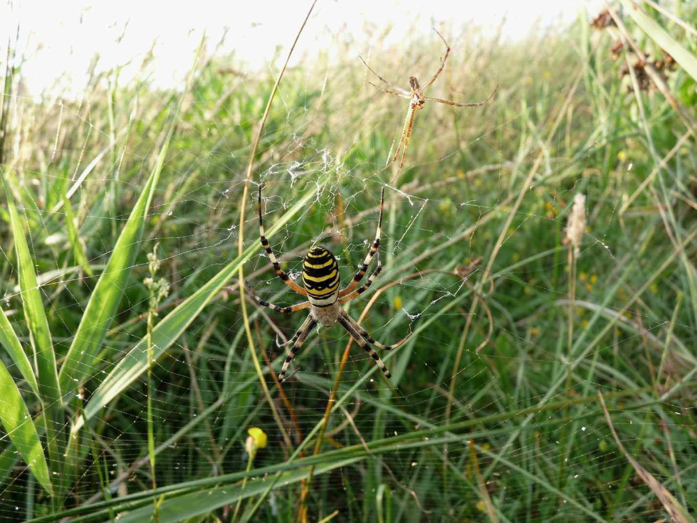 Il paradiso delll''Argiope